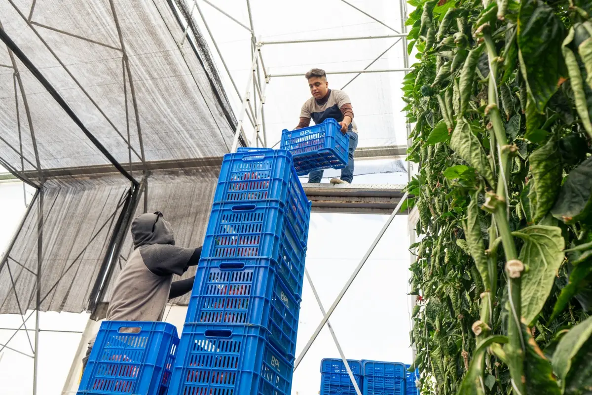 Equipo de Bell Pepper Lovers cargando cajas de pimiento recien cosechado