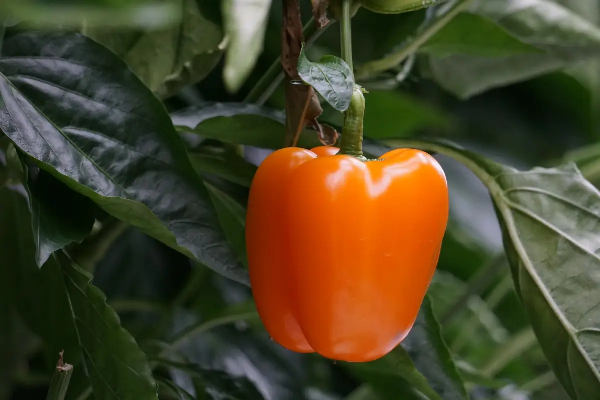 Pimiento morrón naranja en la planta