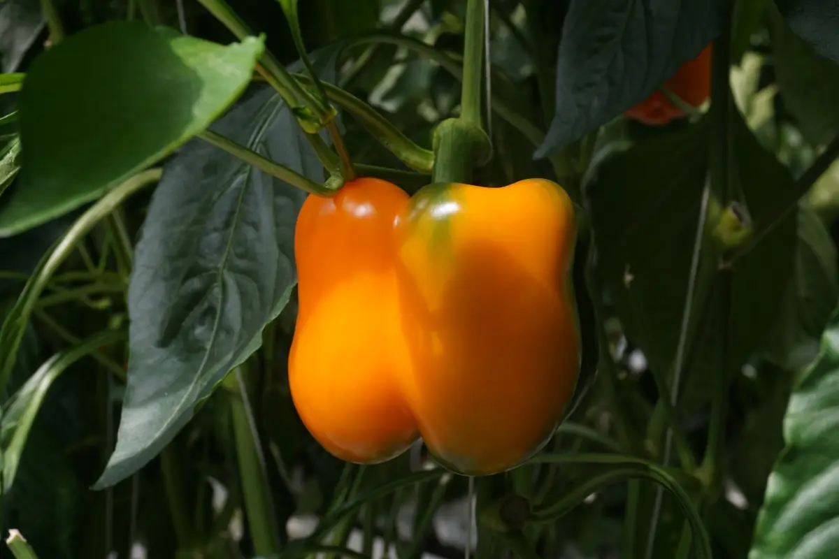Pimiento morrón naranja madurando en la planta