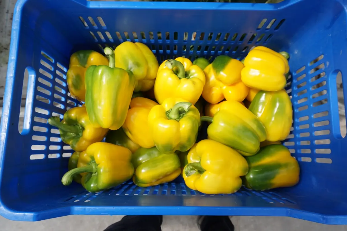 Pimientos morrones amarillos en caja de cosecha